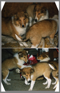 These are some ADORABL.. Animals - Dogs, Cats - 